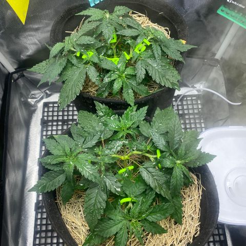 Joana #2 growlog timeline photo