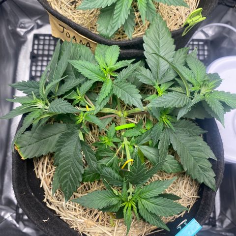 Maria #1 growlog timeline photo