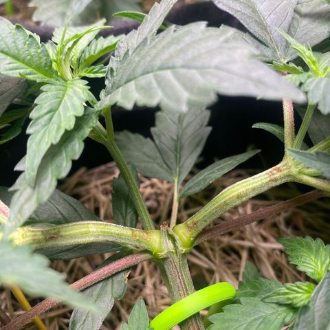 Maria #1 growlog timeline photo