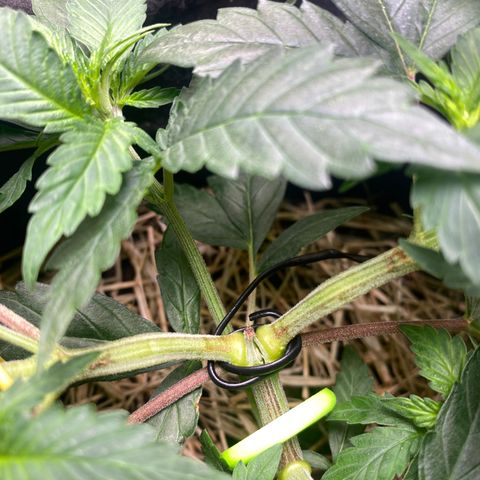 Maria #1 growlog timeline photo