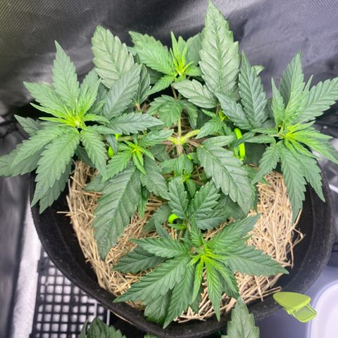 Joana #2 growlog timeline photo