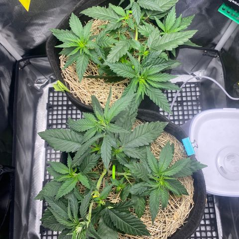 Joana #2 growlog timeline photo