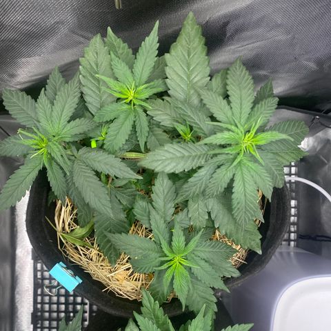 Maria #1 growlog timeline photo