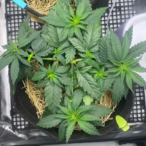 Joana #2 growlog timeline photo