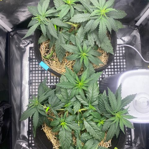 Joana #2 growlog timeline photo