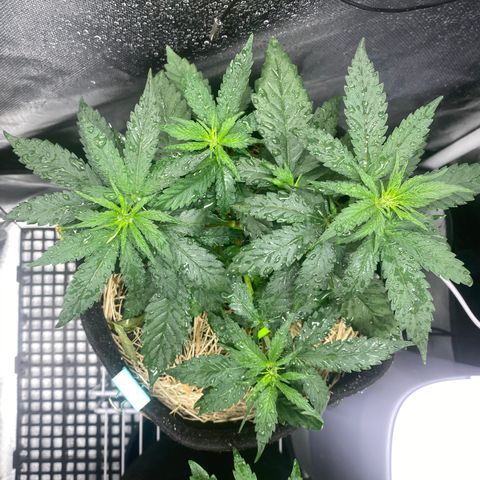 Maria #1 growlog timeline photo