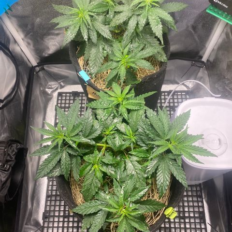 Maria #1 growlog timeline photo