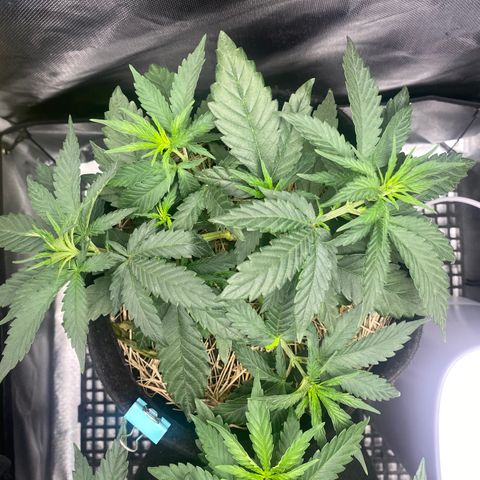 Maria #1 growlog timeline photo