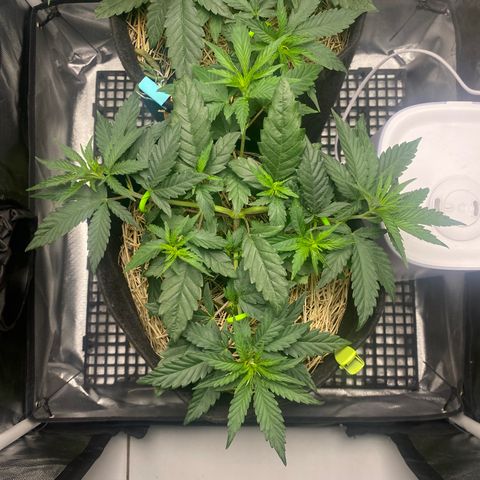 Joana #2 growlog timeline photo