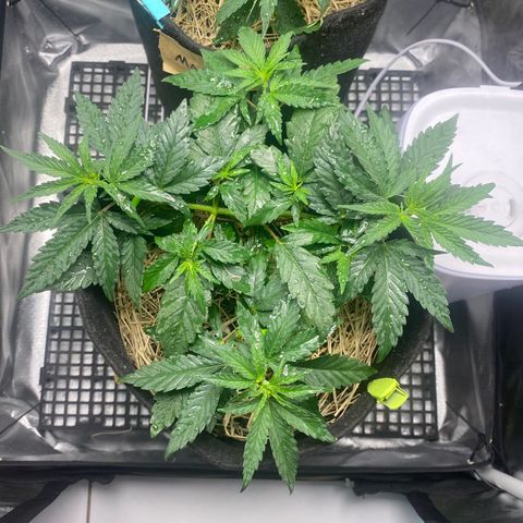 Joana #2 growlog timeline photo