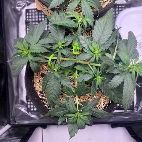 Maria #1 growlog timeline photo