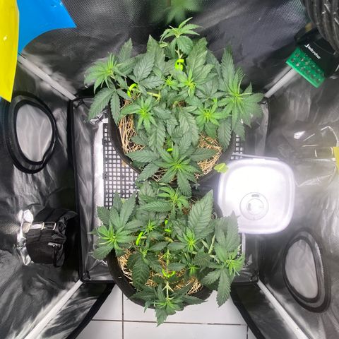 Joana #2 growlog timeline photo