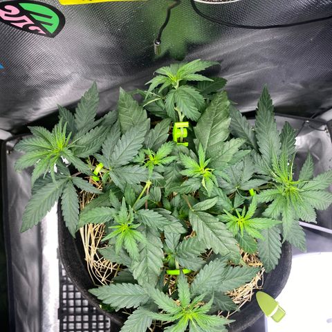Joana #2 growlog timeline photo
