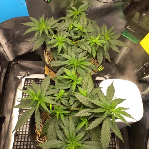 Joana #2 growlog timeline photo