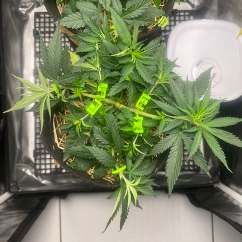 Maria #1 growlog timeline photo