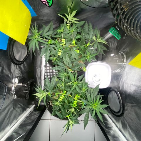 Maria #1 growlog timeline photo