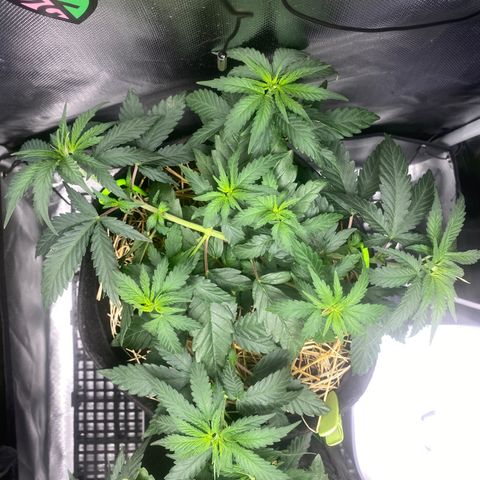 Joana #2 growlog timeline photo