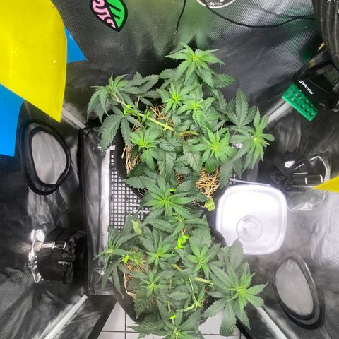 Joana #2 growlog timeline photo