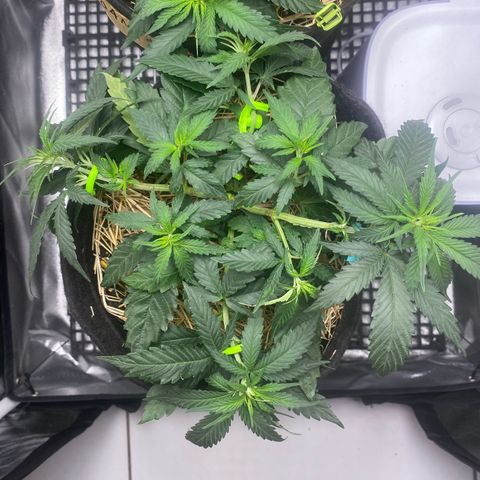 Maria #1 growlog timeline photo