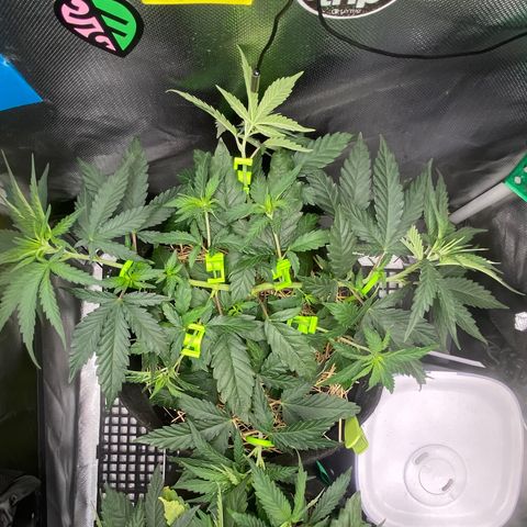Joana #2 growlog timeline photo