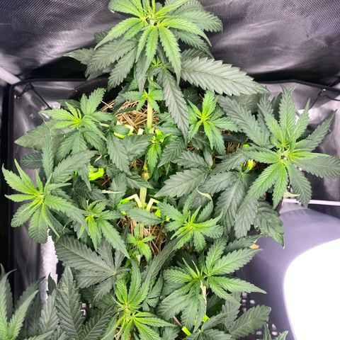 Maria #1 growlog timeline photo