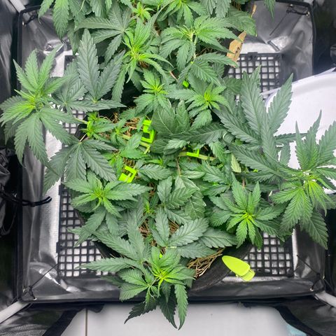 Joana #2 growlog timeline photo