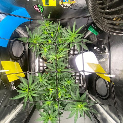 Joana #2 growlog timeline photo