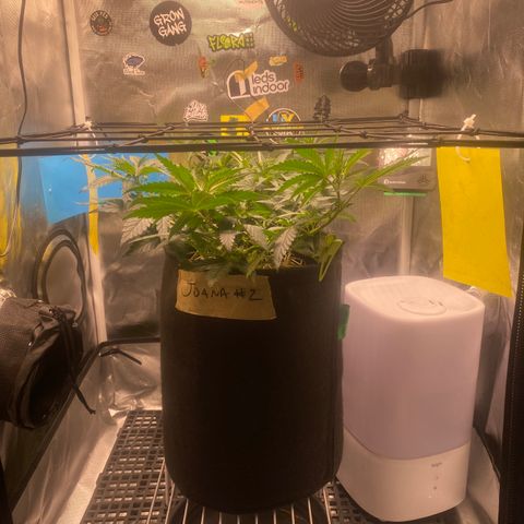 Joana #2 growlog timeline photo