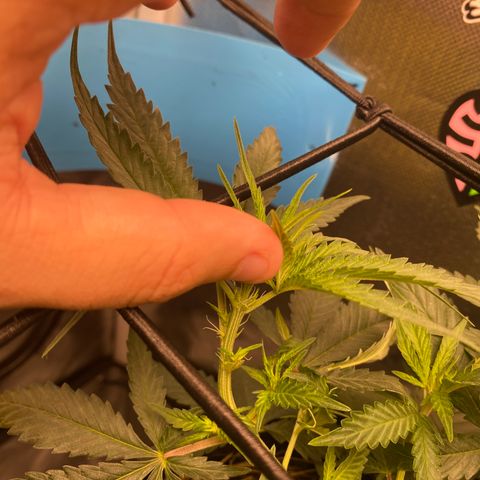 Maria #1 growlog timeline photo