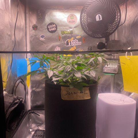 Joana #2 growlog timeline photo