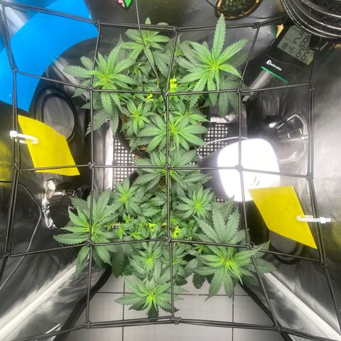 Joana #2 growlog timeline photo