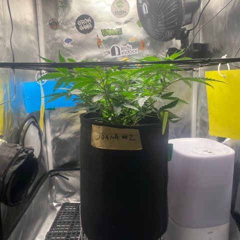 Joana #2 growlog timeline photo