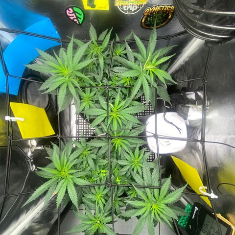 Joana #2 growlog timeline photo