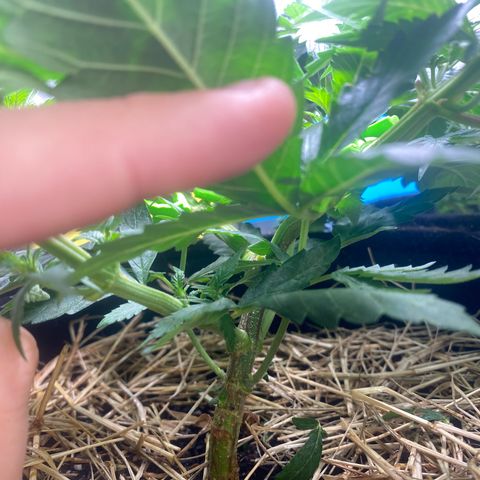 Joana #2 growlog timeline photo