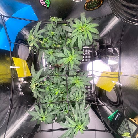 Joana #2 growlog timeline photo