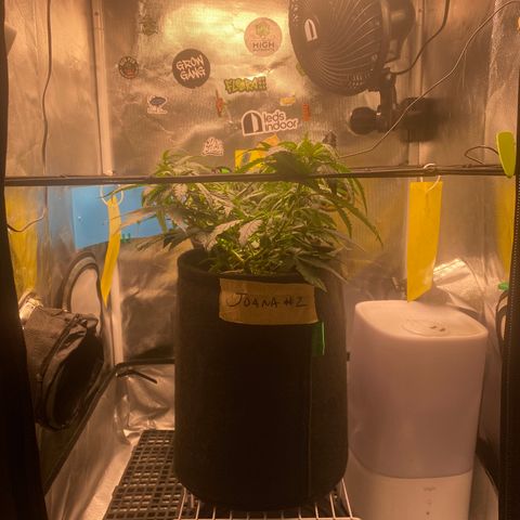 Joana #2 growlog timeline photo