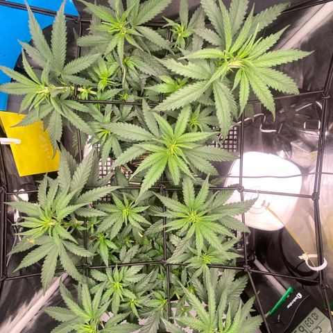 Joana #2 growlog timeline photo