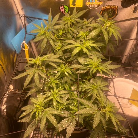 Joana #2 growlog timeline photo