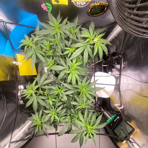 Joana #2 growlog timeline photo