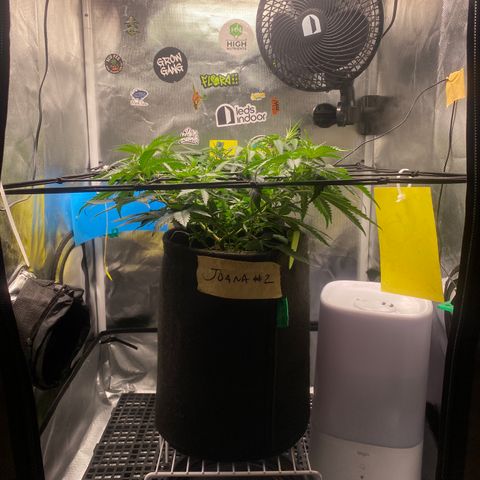 Joana #2 growlog timeline photo