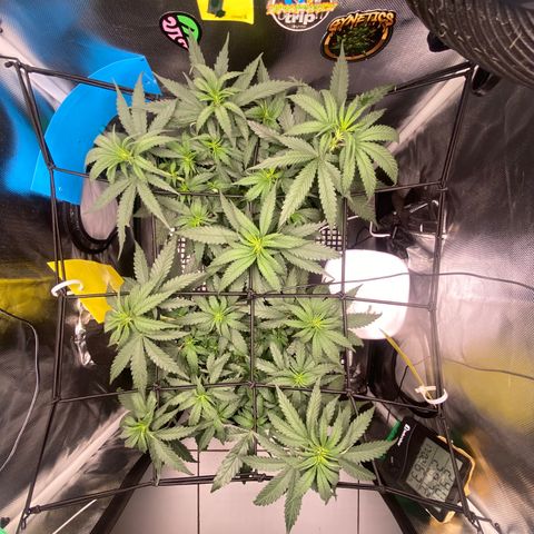 Joana #2 growlog timeline photo
