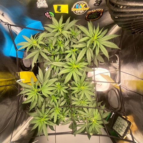 Joana #2 growlog timeline photo