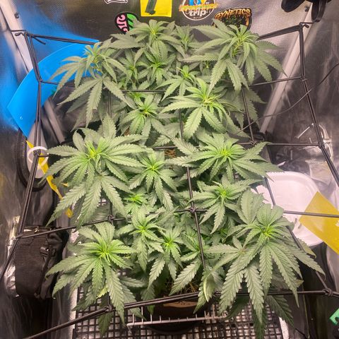 Joana #2 growlog timeline photo
