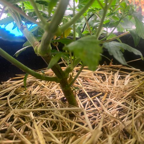 Joana #2 growlog timeline photo