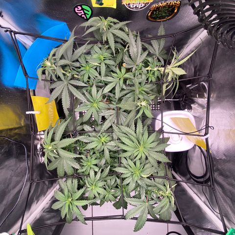 Joana #2 growlog timeline photo