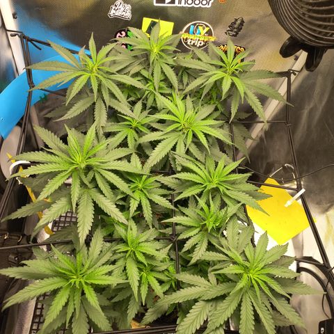 Joana #2 growlog timeline photo