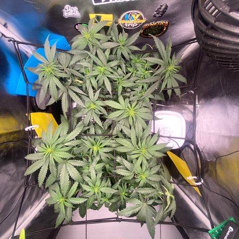 Joana #2 growlog timeline photo