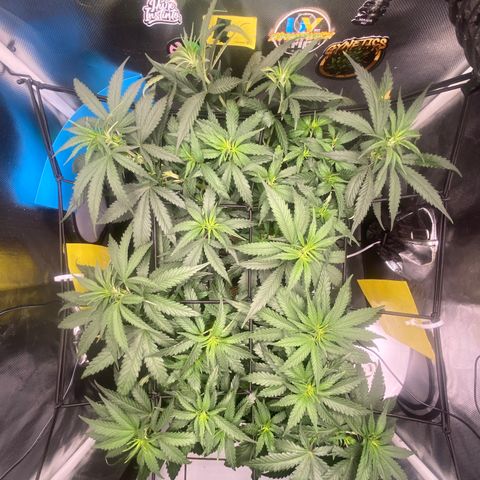 Joana #2 growlog timeline photo
