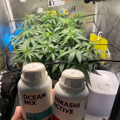 Joana #2 growlog timeline photo