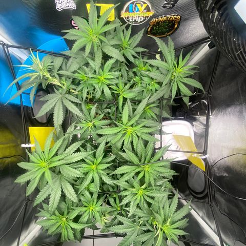 Joana #2 growlog timeline photo
